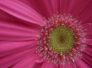 Close-Up Photography